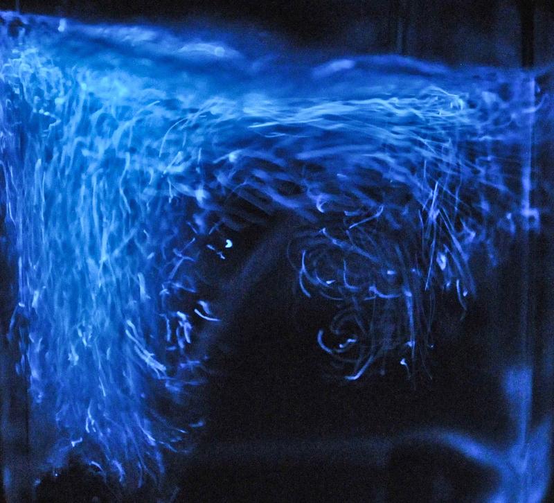 Live dinoflagellates (Pyrocystis fusiformis)
